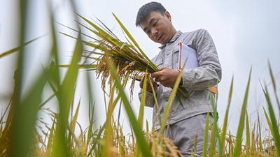 新華全媒+｜尋找一份稻種&mdash;&mdash;為改良水稻多一份可能