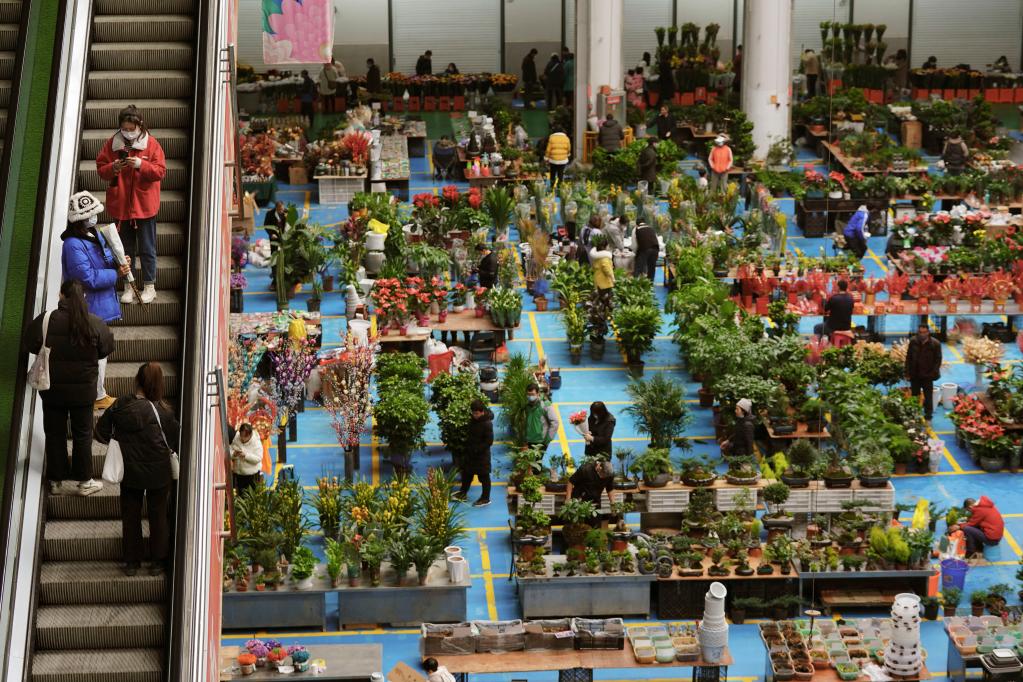 云南昆明：春節臨近 鮮花俏銷(xiāo)