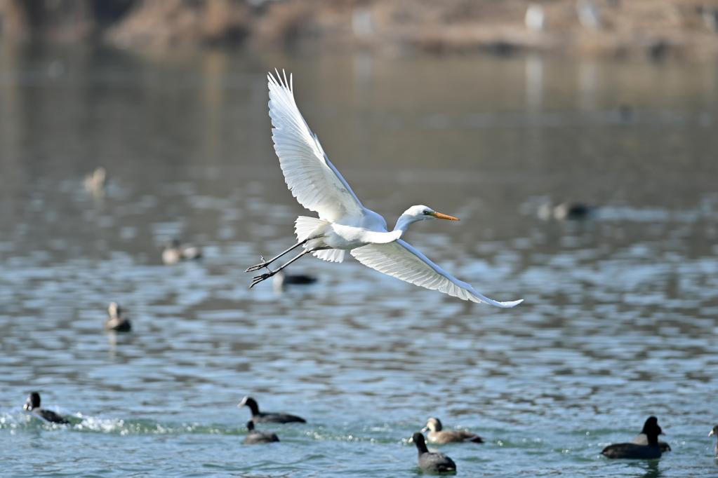 新華全媒+丨珍稀鳥(niǎo)類(lèi)汾河過(guò)冬