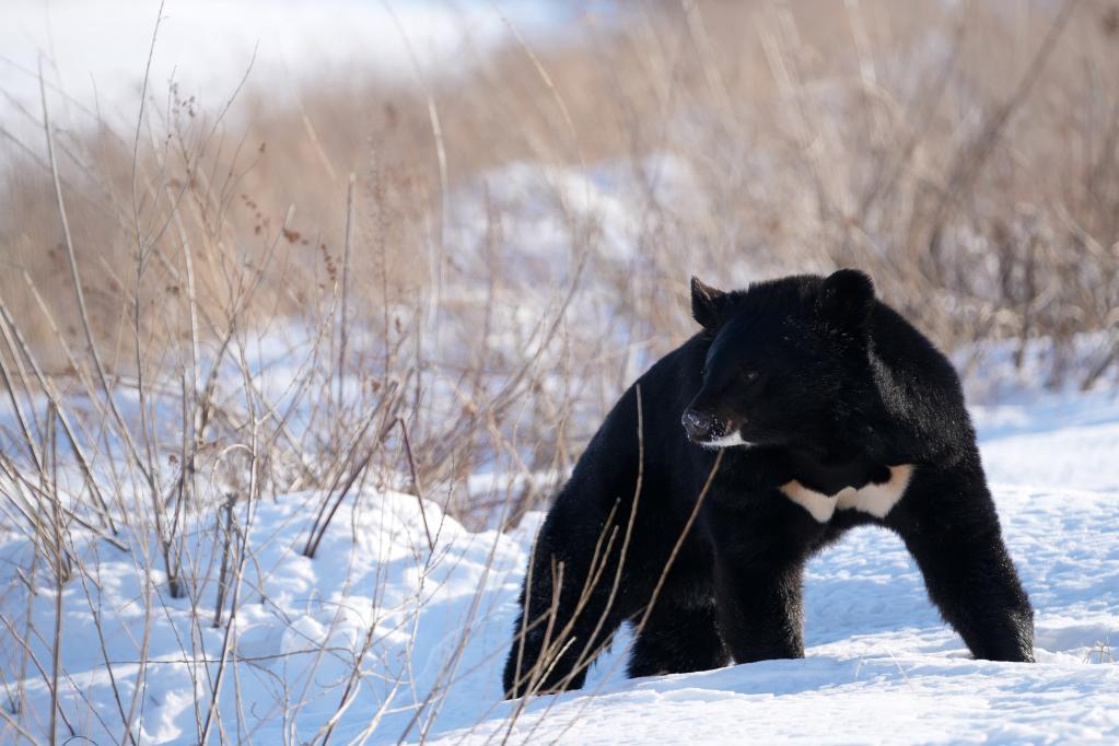 走進(jìn)&ldquo;華夏東極&rdquo;的&ldquo;探秘野熊園&rdquo;