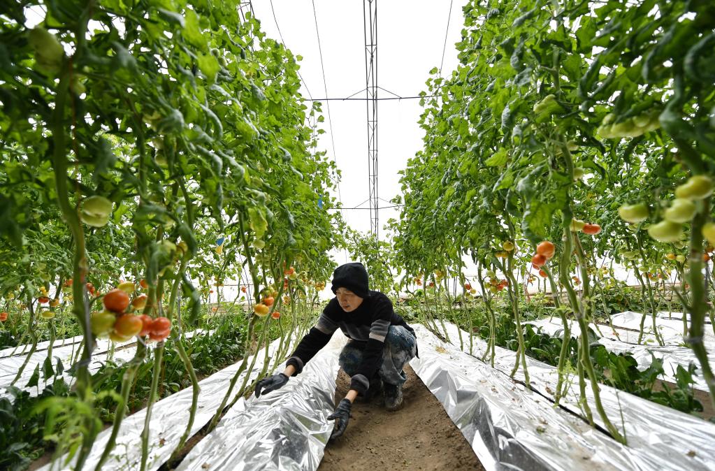 新華全媒+&middot;新春走基層丨河北唐山：應對寒潮天氣 保障果蔬生產(chǎn)