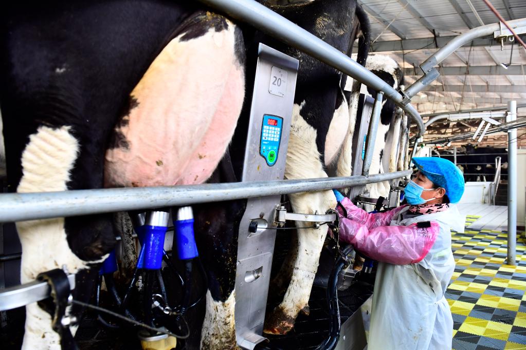 新春走基層丨山東嵐山：依托乳產(chǎn)業(yè)構建鄉村振興共同體