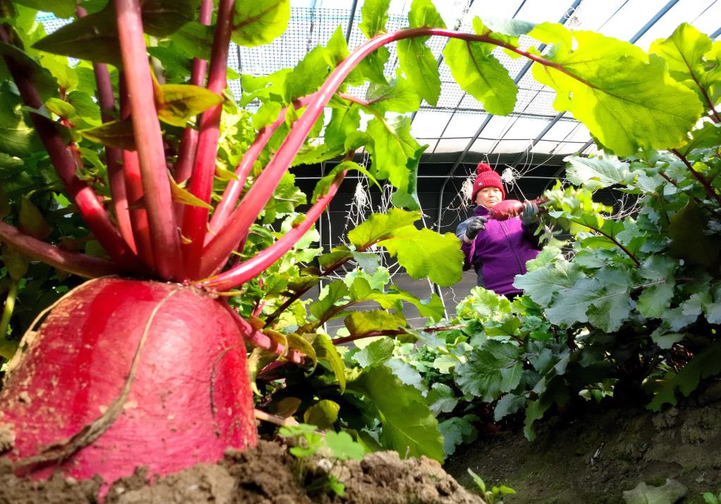 河北灤州：采摘果蔬保供節日市場(chǎng)