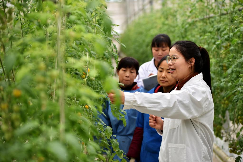 新華全媒+丨&ldquo;90后&rdquo;返鄉新農人的新春記事