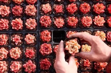 山東即墨：&ldquo;多肉經(jīng)濟&rdquo;產(chǎn)銷(xiāo)兩旺