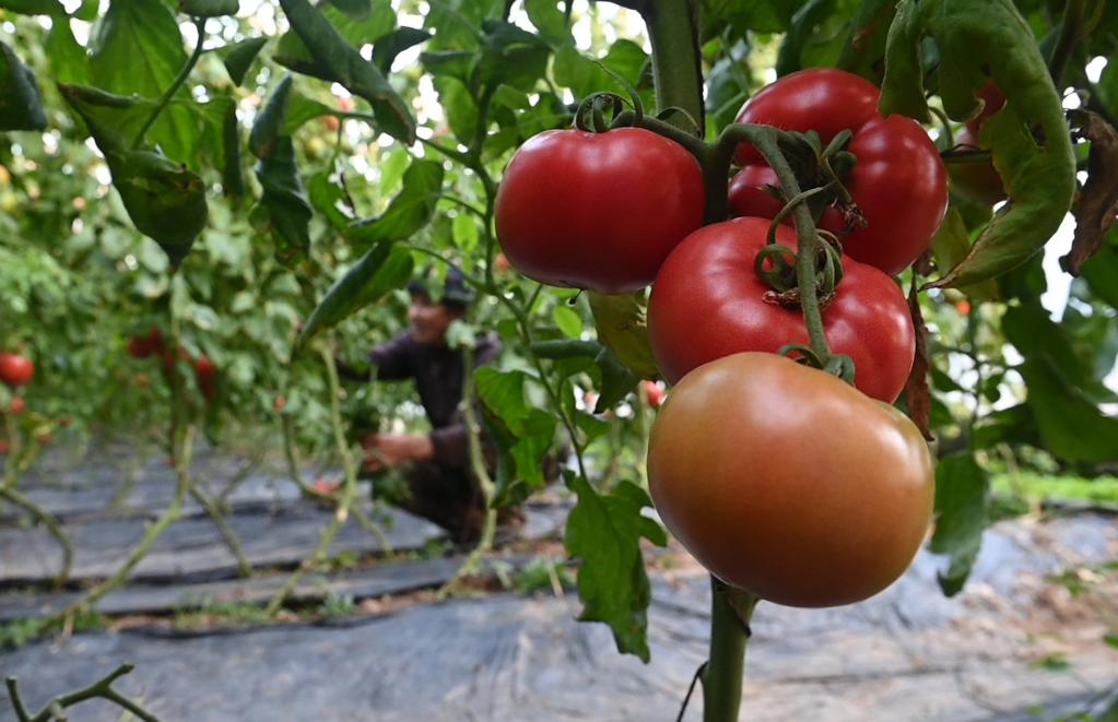 河北秦皇島：發(fā)展設施農業(yè) 助力鄉村振興