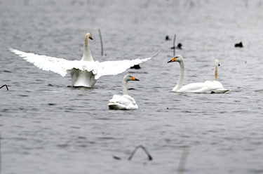陜西合陽(yáng):黃河濕地鳥(niǎo)兒歡