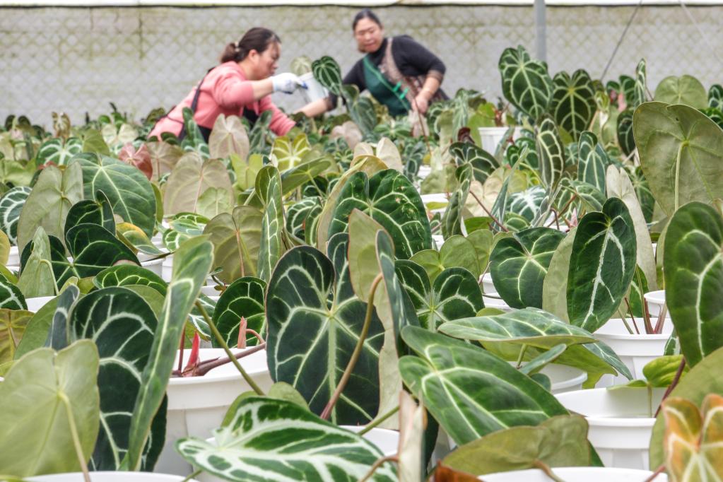 &ldquo;特色田園鄉村&rdquo;炫千燈