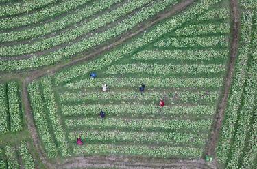 新華全媒+丨人勤春來(lái)早 供港蔬菜基地農作忙