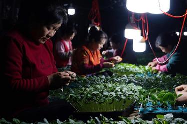 河北灤州:初春農事忙