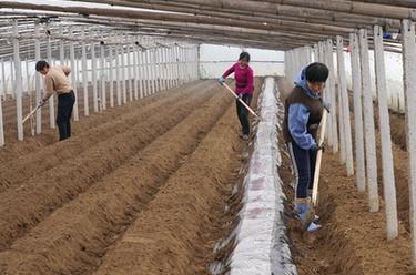 河北昌黎：初春時(shí)節馬鈴薯播種忙