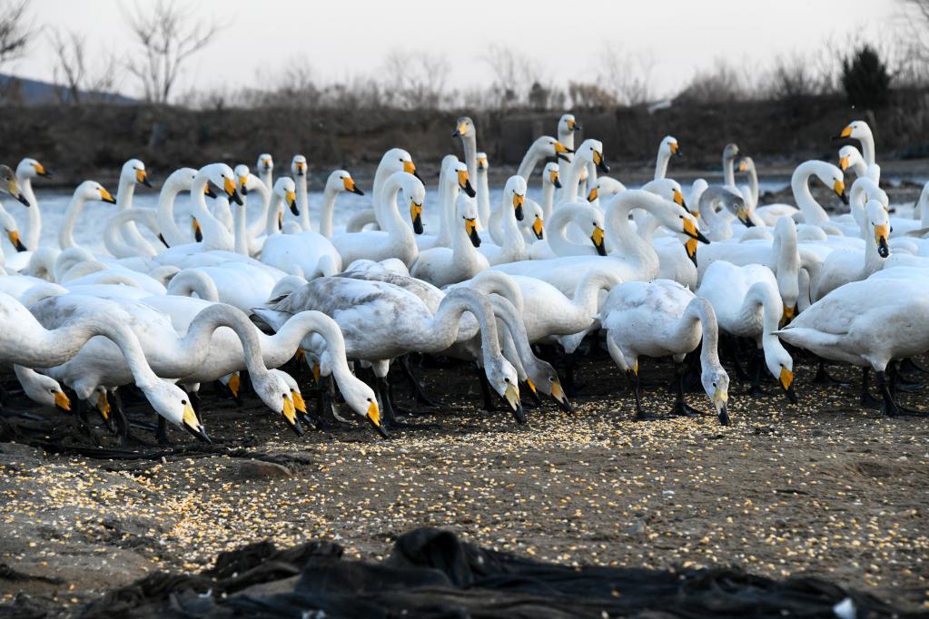 新華全媒+丨大天鵝加餐，為萬(wàn)里歸途儲備體能