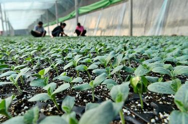 產(chǎn)業(yè)助民富 &ldquo;泛區&rdquo;展新顏