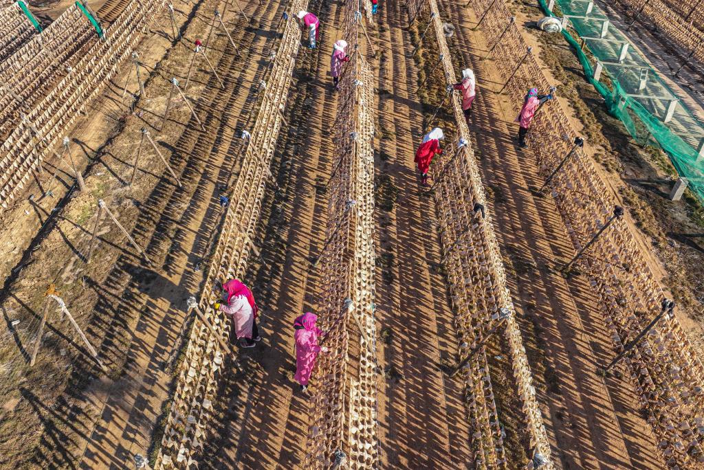 山東榮成：漁家春日&ldquo;曬鮮圖&rdquo;