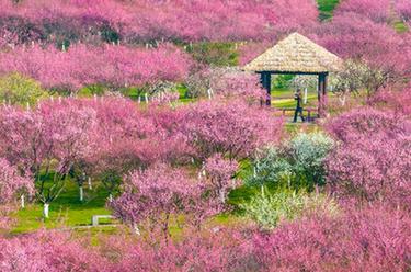 新華全媒+丨詩(shī)意中國&mdash;&mdash;春色滿(mǎn)園關(guān)不住