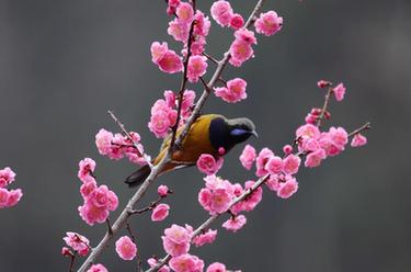 湖南張家界:春花爛漫