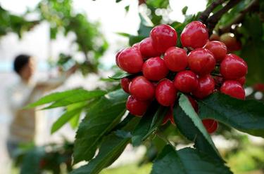 河北秦皇島:大棚櫻桃熟了