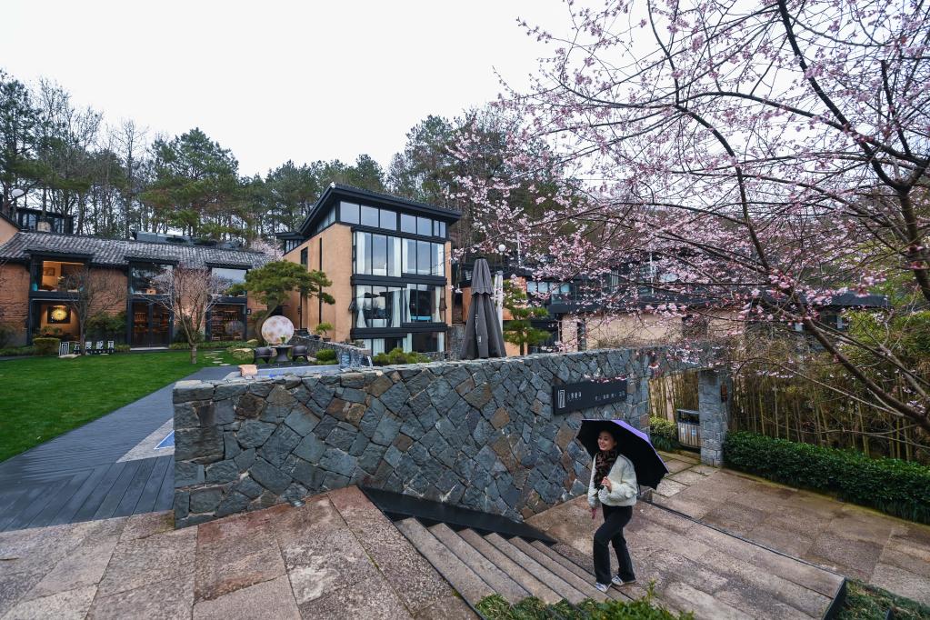 山鄉萬(wàn)畝野櫻花鋪就鄉村&ldquo;共富路&rdquo;