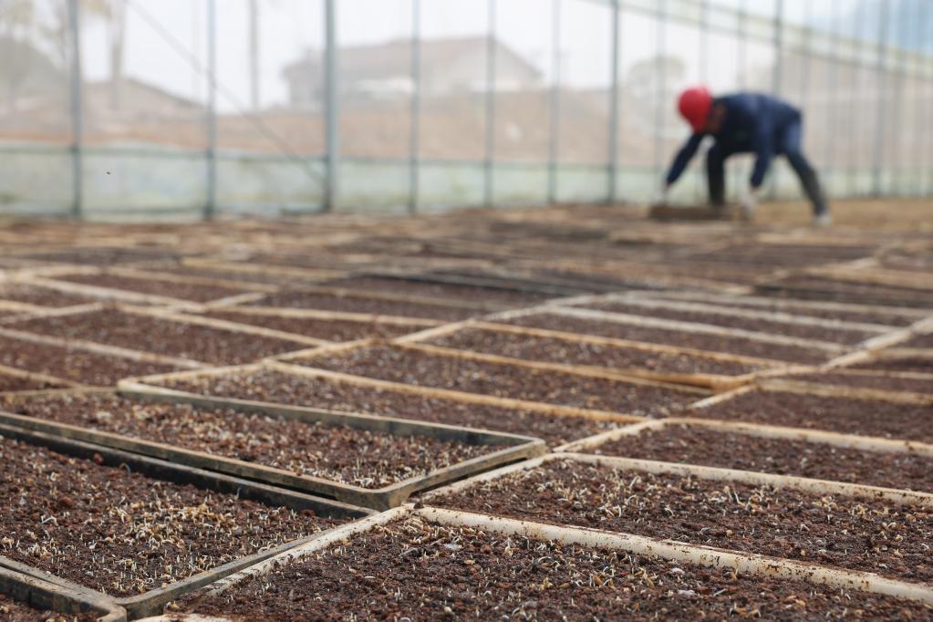 長(cháng)沙：&ldquo;工廠(chǎng)化&rdquo;育秧助豐產(chǎn)