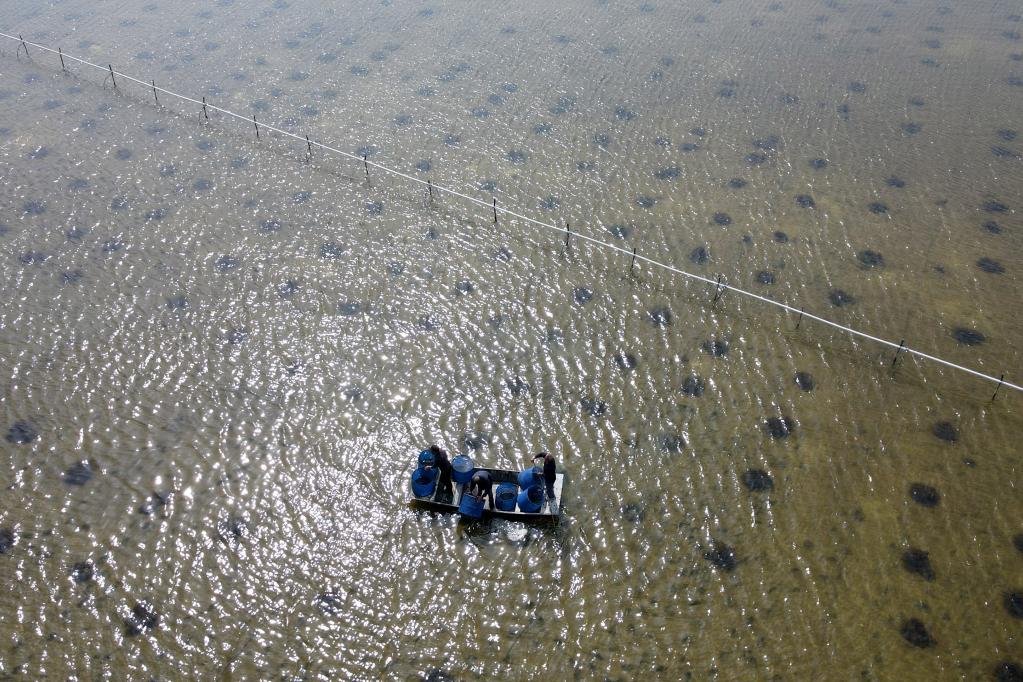 安徽五河：水上&ldquo;春耕&rdquo;忙
