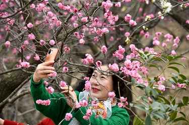 青島：遇見(jiàn)&ldquo;梅&rdquo;好
