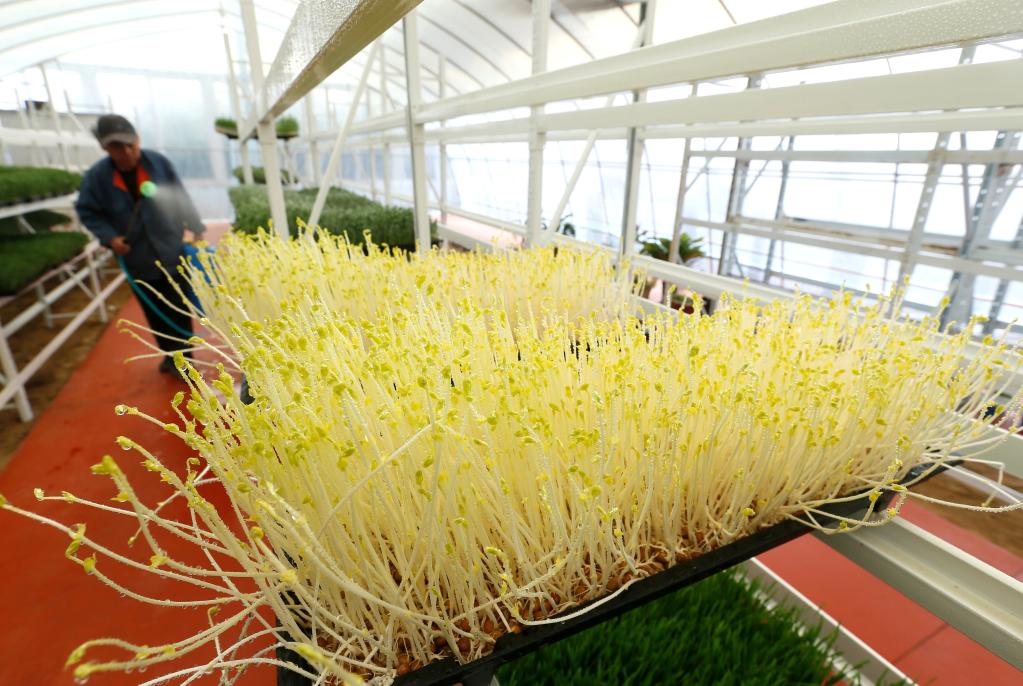 山東即墨:&ldquo;設施農業(yè)&rdquo;春管忙