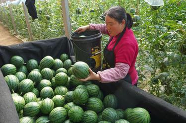 山東鄒平：多種產(chǎn)業(yè)模式推進(jìn)強村富農