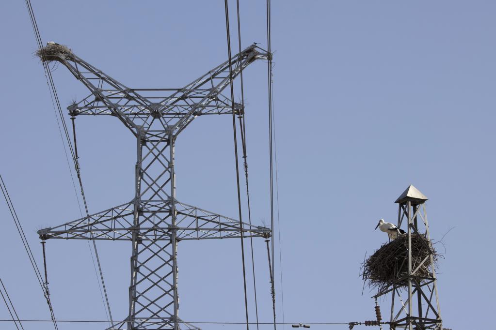 河北豐南:東方白鸛筑巢育雛