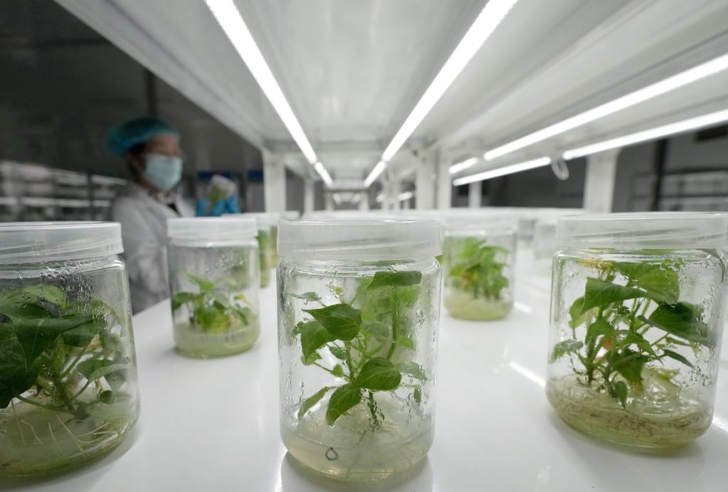 河北盧龍:甘薯秧苗繁育忙