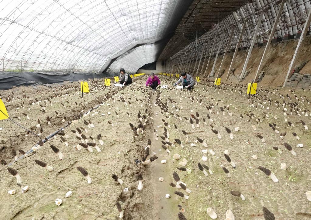 河北昌黎:食用菌產(chǎn)業(yè)促增收