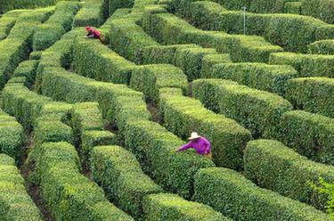 清明時(shí)節茶飄香