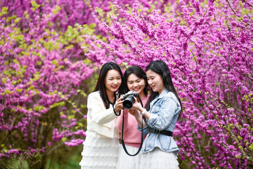 貴州岑鞏：紫荊花開(kāi)美鄉村