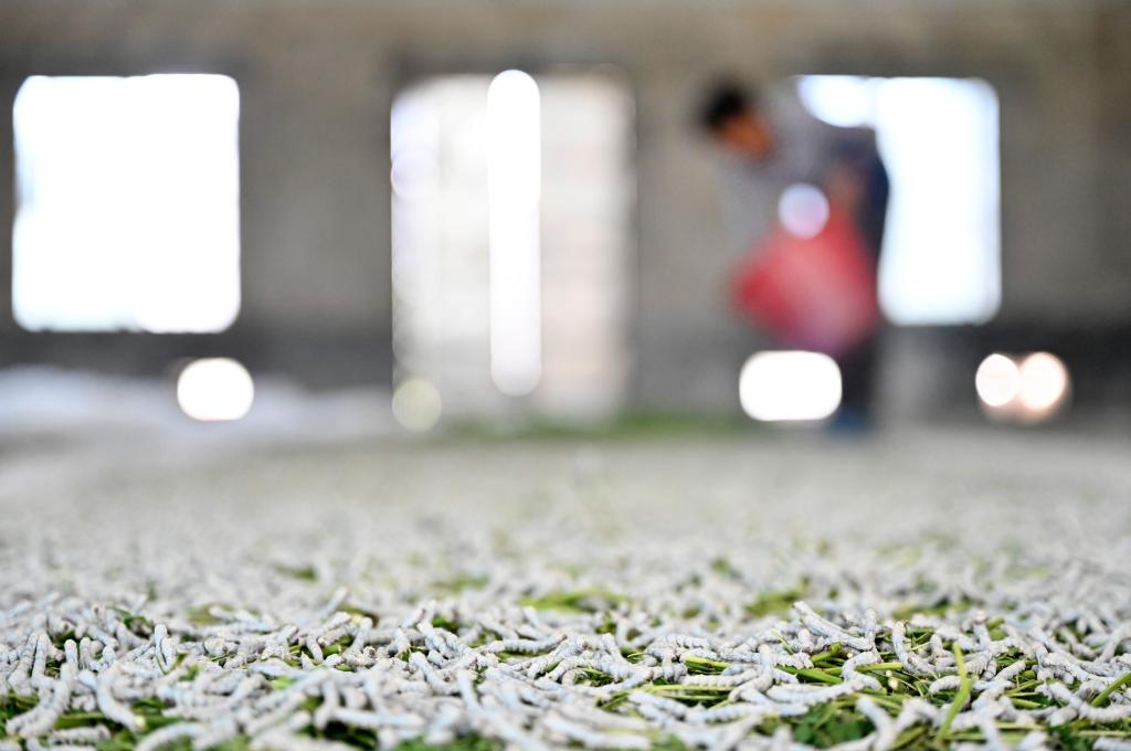 廣西柳城：推廣&ldquo;飼料+桑葉&rdquo;混養桑蠶模式 助力桑蠶產(chǎn)業(yè)提質(zhì)增效