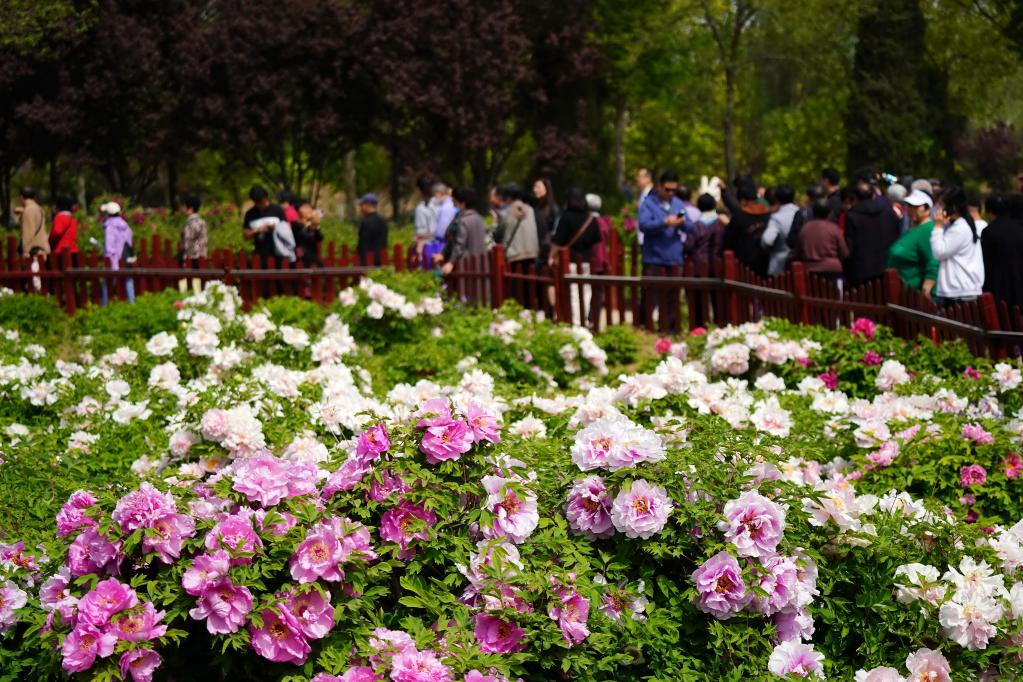 河北柏鄉：牡丹花開(kāi) 八方客來(lái)