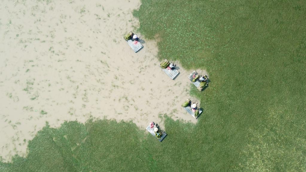 世界地球日：從&ldquo;水下荒漠&rdquo;到&ldquo;水下森林&rdquo;，走進(jìn)&ldquo;洞庭之心&rdquo;大通湖