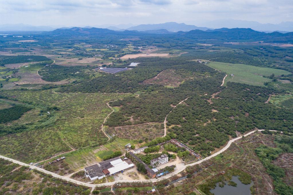 海南：東方龍眼遠銷(xiāo)海外