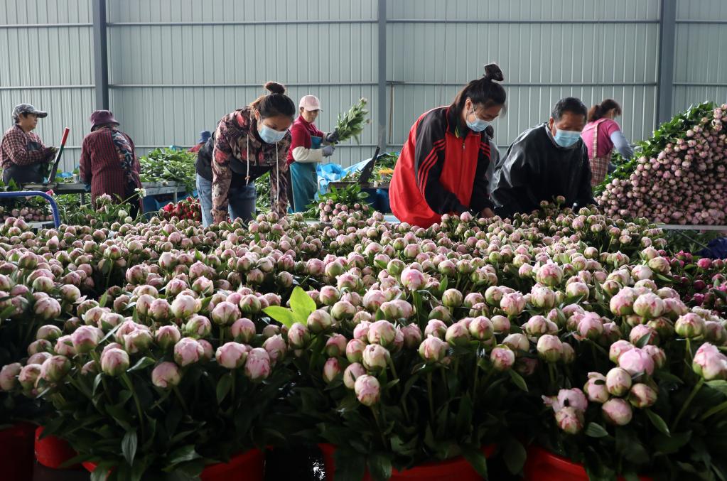 山東博興：&ldquo;鮮切花&rdquo;助推鄉村振興