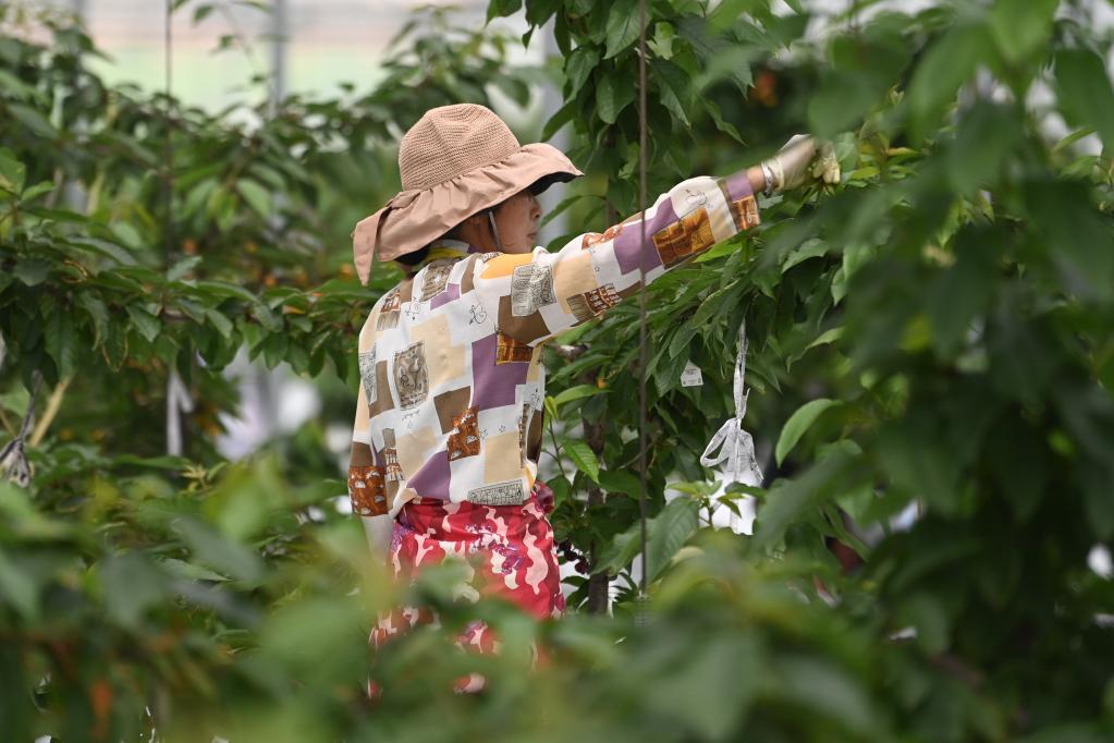 浙江桐廬：畬鄉&ldquo;水果共富工坊&rdquo;的大櫻桃熟了