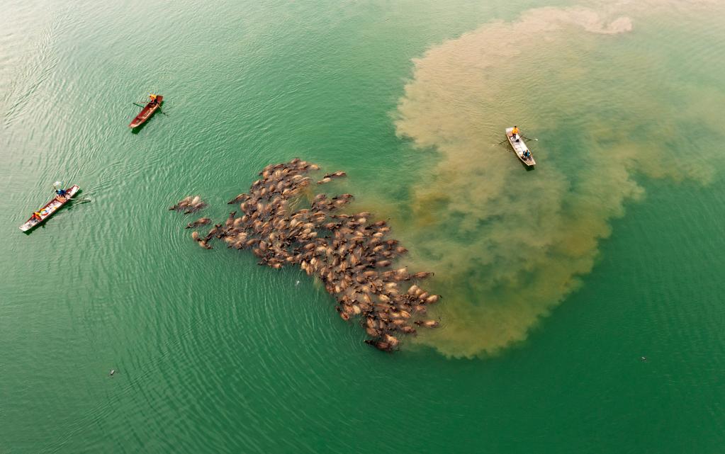 牛擠牛 四川蓬安現&ldquo;百牛渡江&rdquo;景觀(guān)