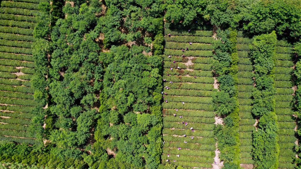 山東五蓮：發(fā)展茶產(chǎn)業(yè)助推鄉村振興