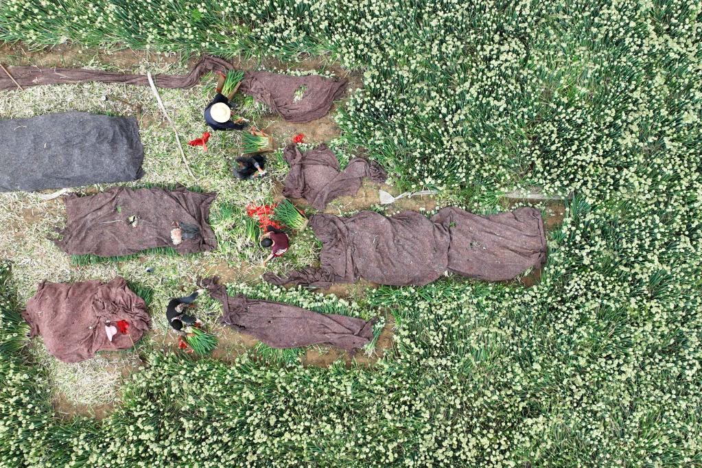 河北柏鄉：特色種植助力鄉村振興