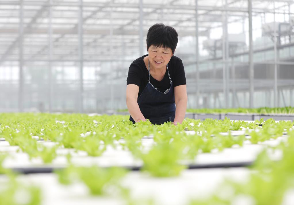 河北保定：高效現代農業(yè)賦能鄉村產(chǎn)業(yè)振興