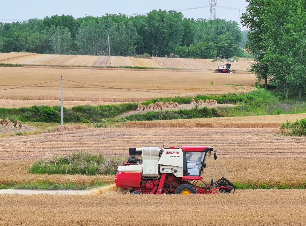 河南南陽(yáng)：小麥收割