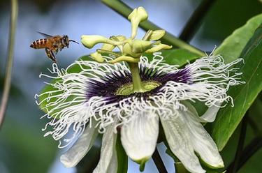 科技改變鄉村｜&ldquo;木瓜哥&rdquo;的理念