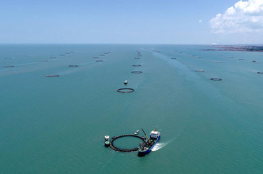 藍色牧場(chǎng)孕育致富&ldquo;黃金魚(yú)&rdquo;