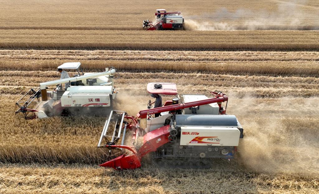 安徽：&ldquo;三夏&rdquo;時(shí)節麥收忙