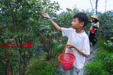 浙江長(cháng)興：&ldquo;采摘游&rdquo;助力特色鄉村旅游發(fā)展