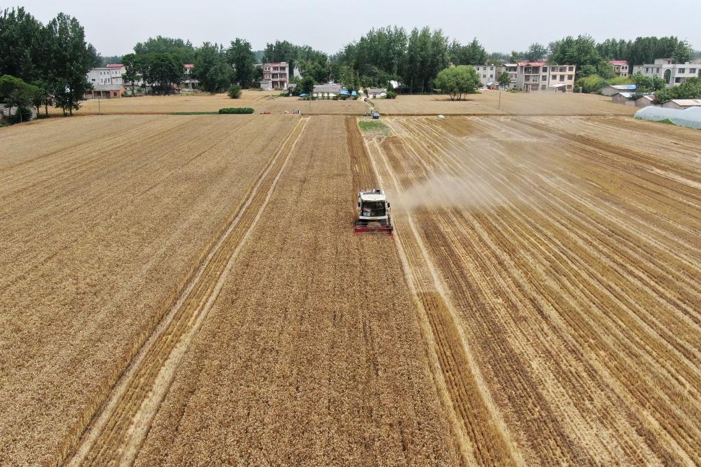 追逐麥浪的&ldquo;90后&rdquo;麥客夫妻