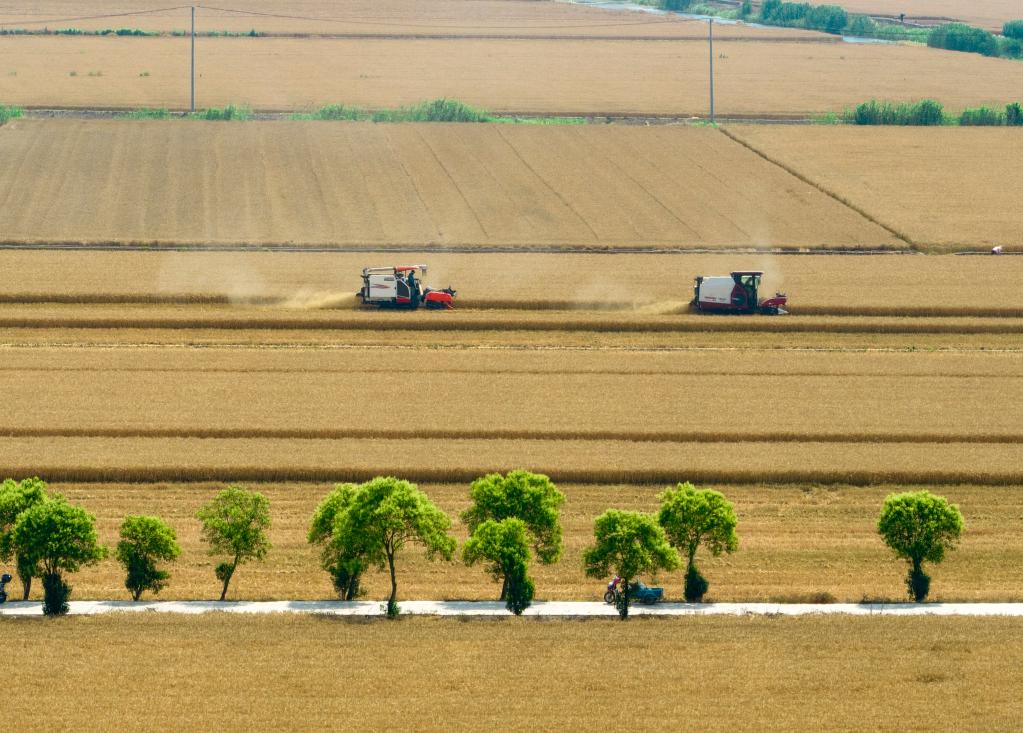 詩(shī)意中國丨趁晴割麥收云黃