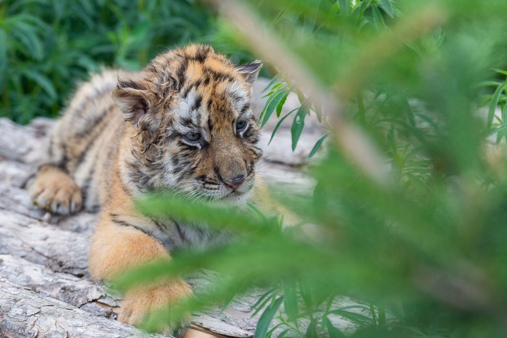 黑龍江：東北虎幼崽茁壯成長(cháng)
